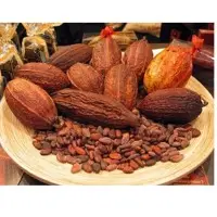 Cocoa beans